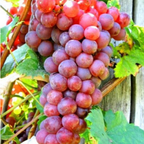 Winorośl winogrona Canadice bezpestkowa