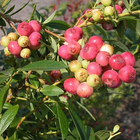 Borówki na Balkon Zestaw 2 odmian