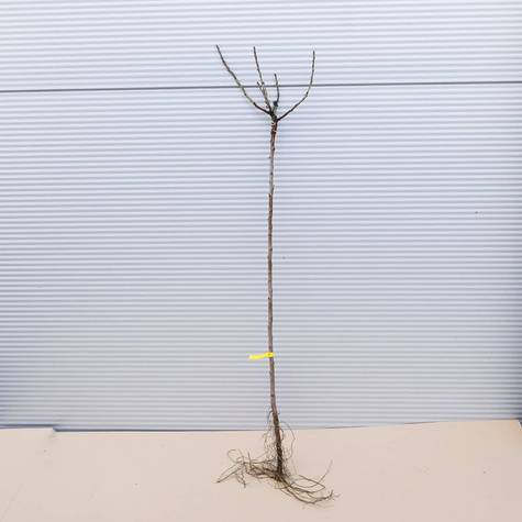 Porzeczka czarna Titania na pniu w balocie