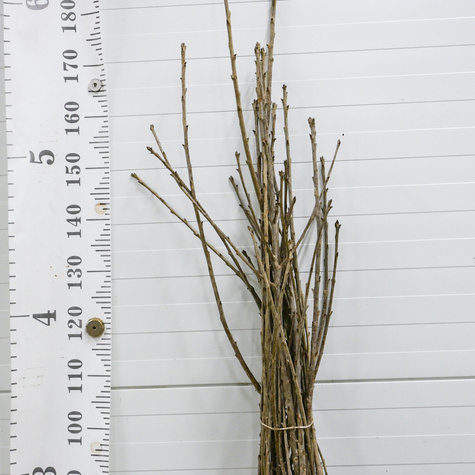 Czereśniowiśnia Meteor Korai Bardzo Duży Owoc czereśnia wiśnia START PACK