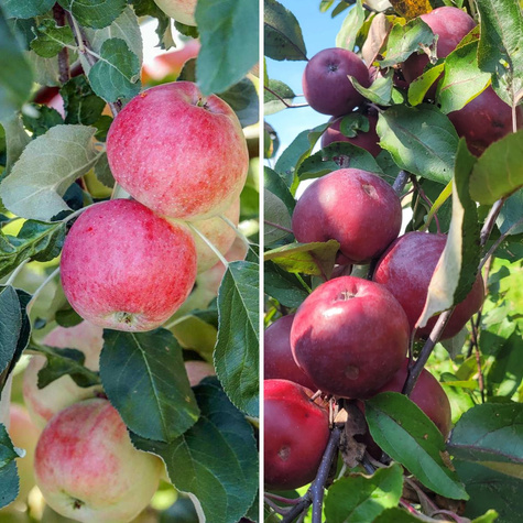 Duo Jabłoń Genewa Early + Julka Plant Pack 