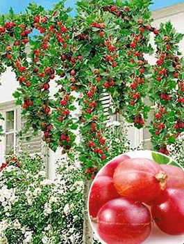 Agrest czerwony na pniu w doniczce