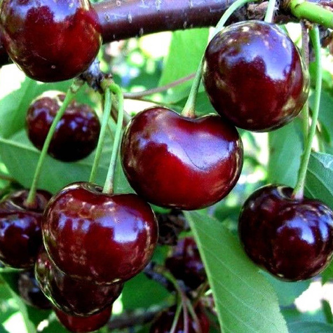 Czereśnia Karesova w doniczce