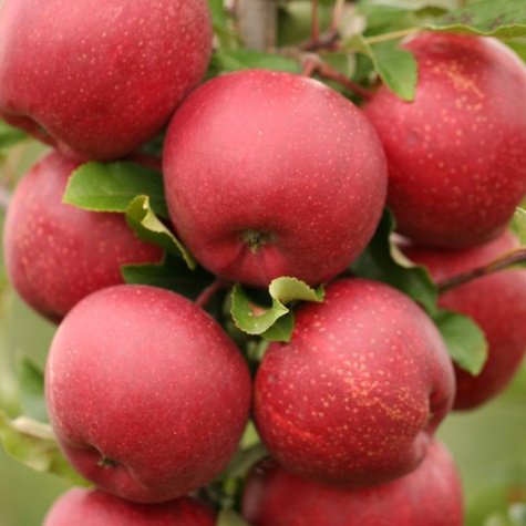 Jabłoń Gala Brook Field Bukfeld