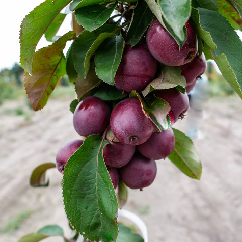 Jabłoń kolumnowa Maypole Balerina START PACK