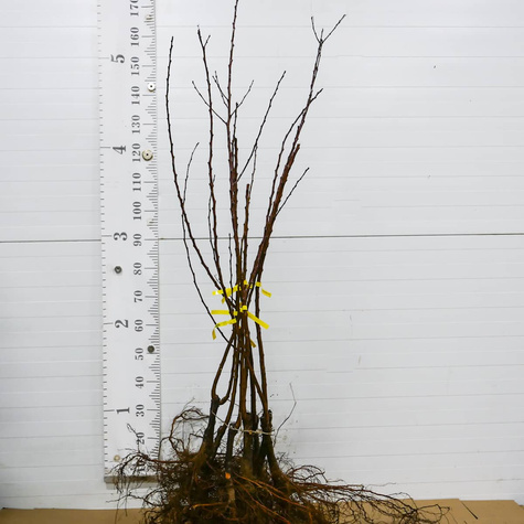 Morela Sirena START PACK