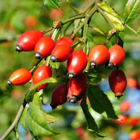 Żywopłot Dla Ptaków Zestaw Plant Pack