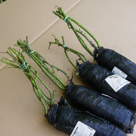 Róża rabatowa Sommersonne łososiowa balot