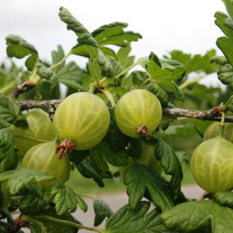 Agrest biały Puszkinskij w doniczce