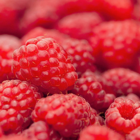 Malina jesienna Polana w doniczce