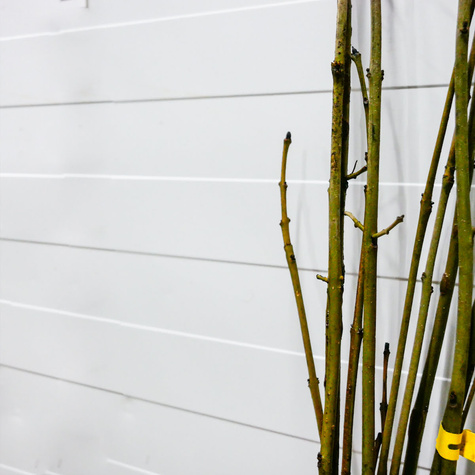 Jesion Wyniosły Miododajny Plant Pack