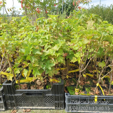 Porzeczka czerwona Patio Red w doniczce