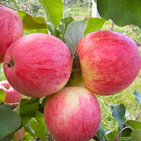 Jabłoń Celesta mrozoodporna