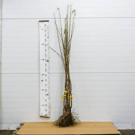 Czereśnia Kanarkowa Żółty kanarek START PACK