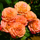 Róża wielkokwiatowa Pomarańczowa Doris typu Lambada w balocie