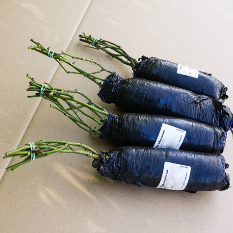 Róża okrywowa Alabaster biała balot