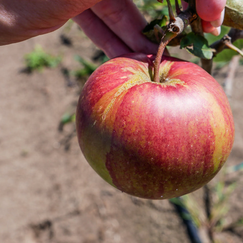 Jabłoń typu Red Cap START PACK