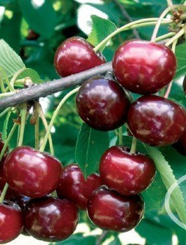 Czereśniowiśnia Czerecha Gubeńska czereśnia wiśnia Plant Pack