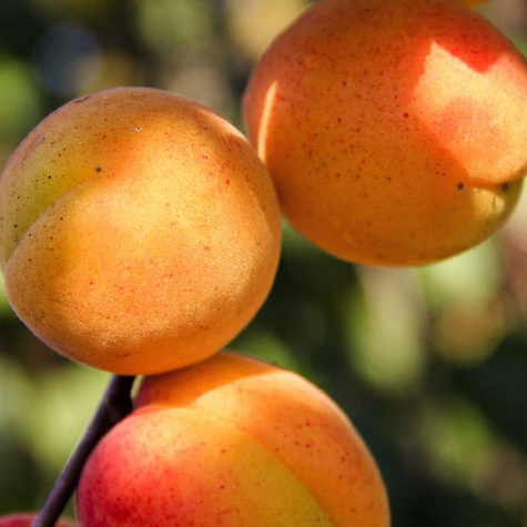 Morela Madarska START PACK