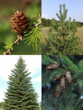 Zestaw Polski Las Iglasty Plant Pack