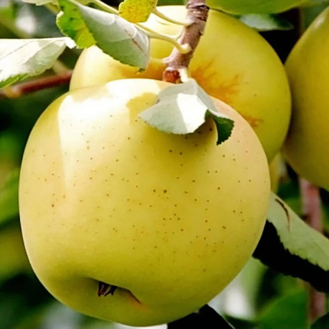 Jabłoń Golden Delicious w doniczce