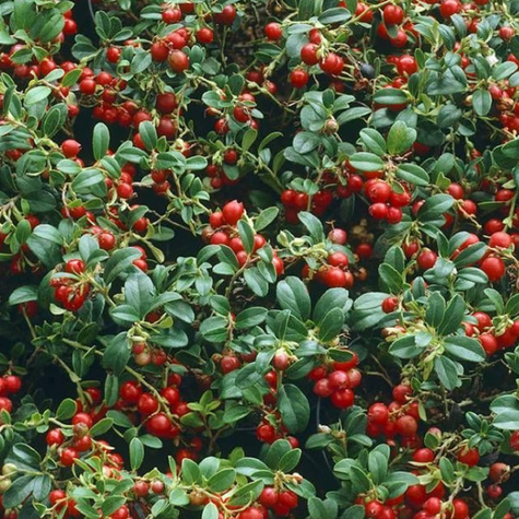 Borówka brusznica sadzonki