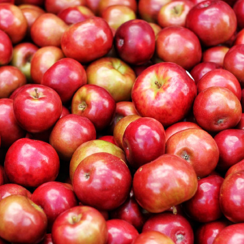 Jabłoń Red Jonaprince w doniczce C2