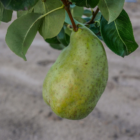 Grusza Xenia słodka zimowa odmiana