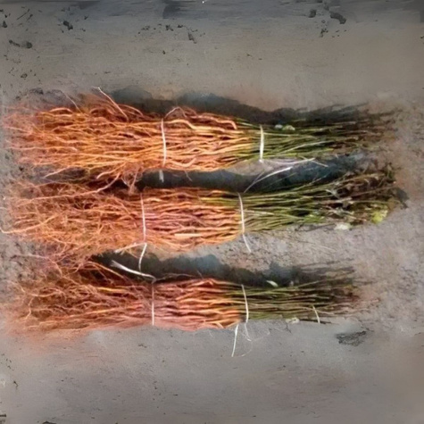 Podkładka gruszy Grusza Kaukaska podkładki