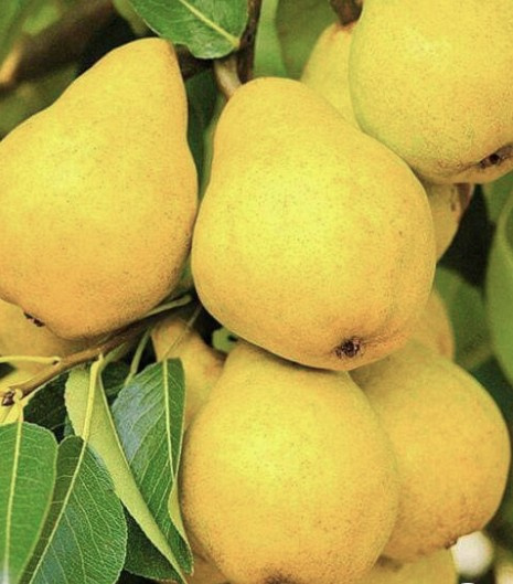 Grusza Solanka START PACK