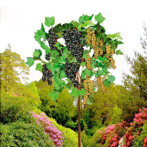 Duo porzeczka biało-czarna na pniu Start Pack