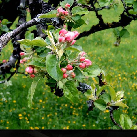 Jabłoń Kandil Sinap Sępka Czubajka sadzonki