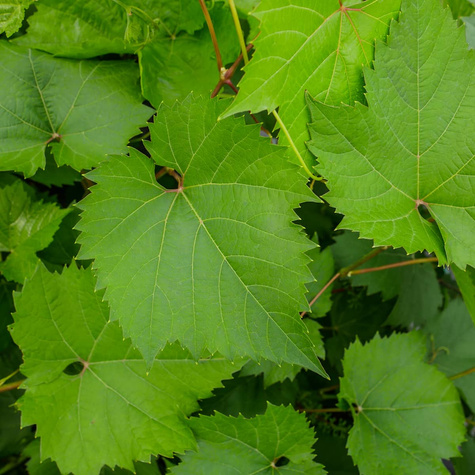 Winorośl winogrona Marechal Foch