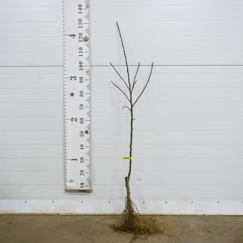 Jabłoń Gold Bohemia