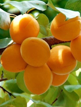 Morela Early Orange START PACK