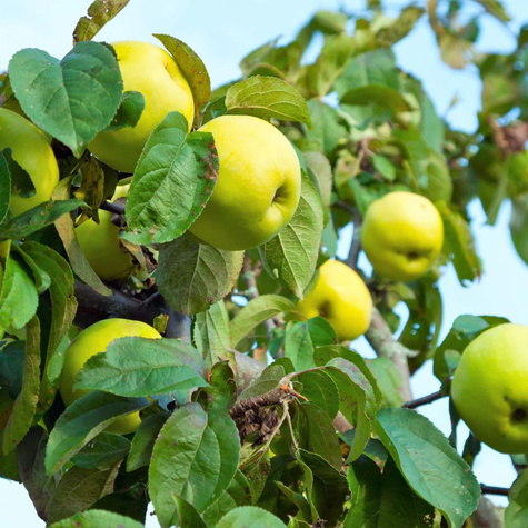 Jabłoń Antonówka Cukrowa START PACK