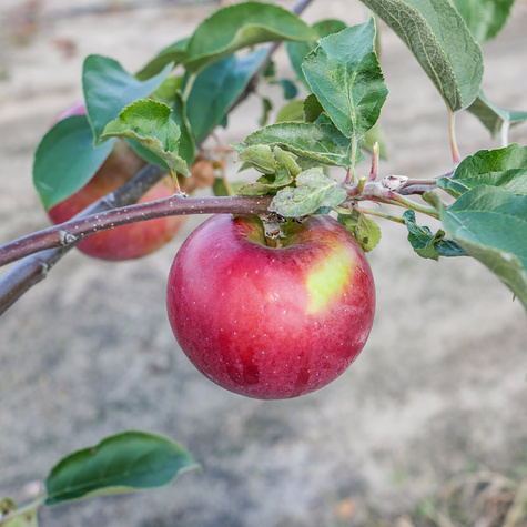 Jabłoń Sawa parchoodporna