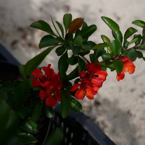 Pigwowiec pośredni Texas Scarlet Ozdobny na Nalewki (C2)