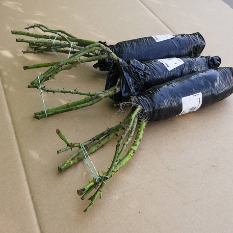 Róża pnąca Jasmina różowa balot