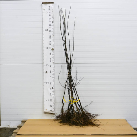 Pigwa gruszkowa Vranja Wrania START PACK