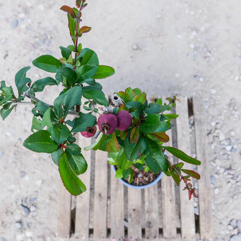 Pigwowiec pośredni Crimson and Gold Ozdobny na Nalewki (C2)