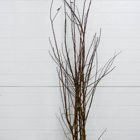 Morela Harcot START PACK