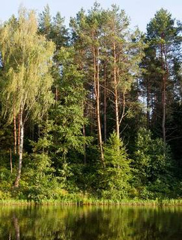 Zestaw Na Działkę Szybkorosnące Drzewa Plant Pack