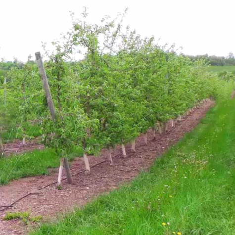 Podkładka Jabłoni A2 Silnie Rosnąca Plant Pack
