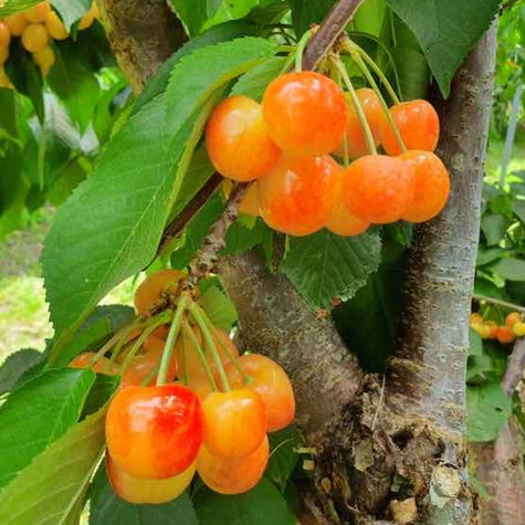 Czereśnia Rainer START PACK