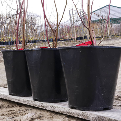 Borówka amerykańska BLUEGOLD