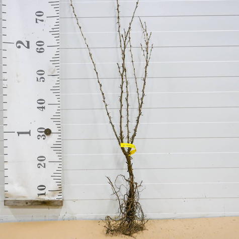 Agrest czerwony Rokula w balocie