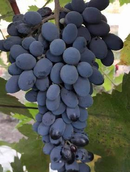 Winorośl winogrona Jupiter