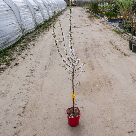 Wiśnia kosmata Czerwony Ninja (C2)