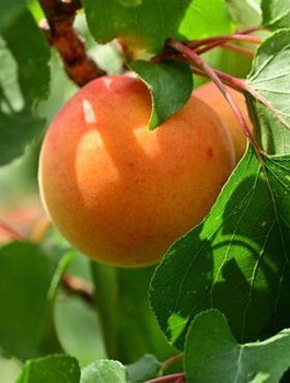 Morela Radka START PACK